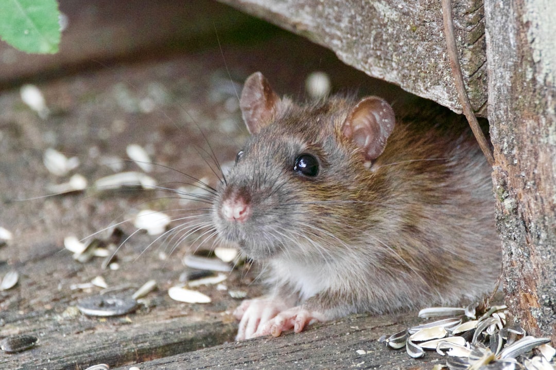 Understanding the 2026 Hantavirus Outbreak: What You Need to Know