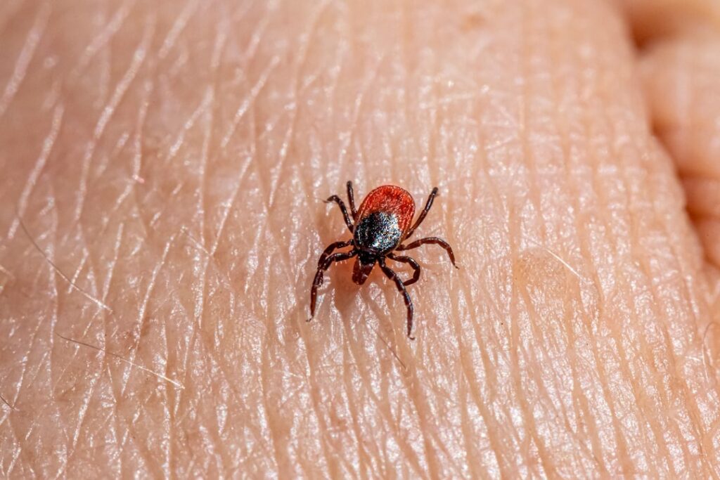 What You Need to Know About the New Tick-Borne Virus Discovered in China