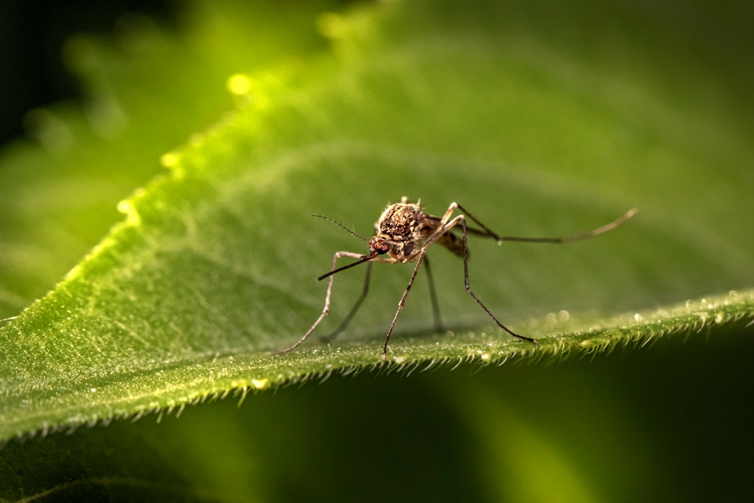 Why You Should Be Aware of Chikungunya: A Closer Look at the Virus and Its Risk Areas