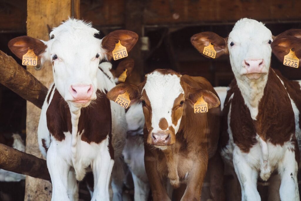 Understanding Vesicular Stomatitis Virus: What You Need to Know