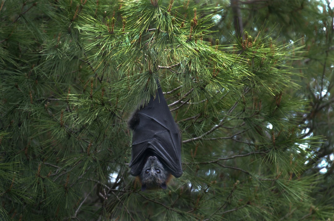 Nipah Virus: Understanding the Risks and How to Stay Safe