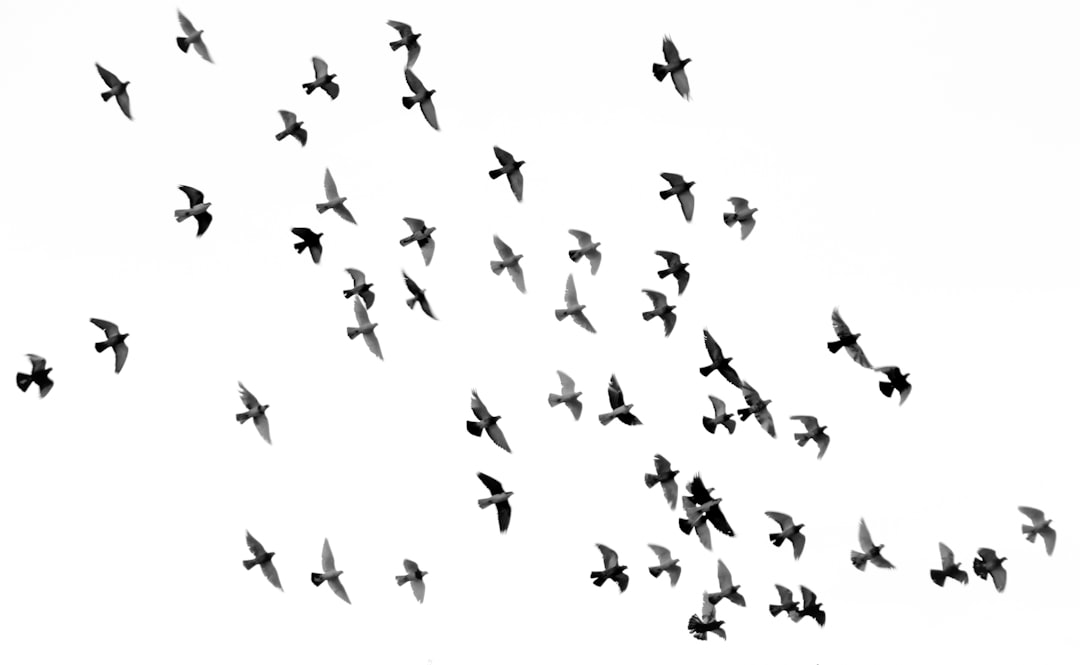 Understanding the Recent Surge of Highly Pathogenic Avian Influenza in Wild Birds