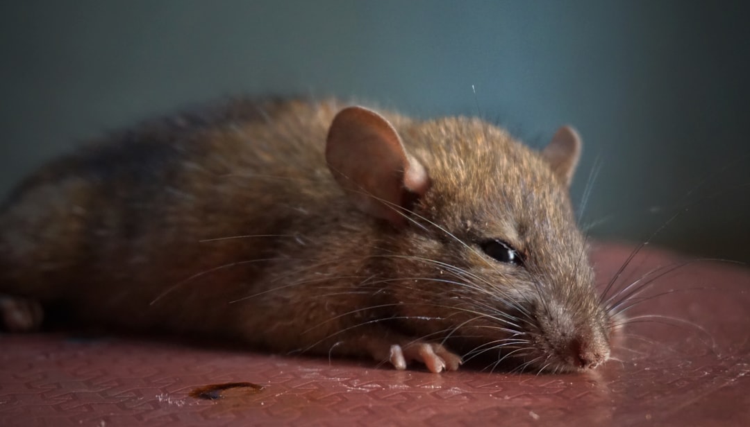 Unmasking Hantavirus: What You Need to Know from a Stanford Medicine Expert