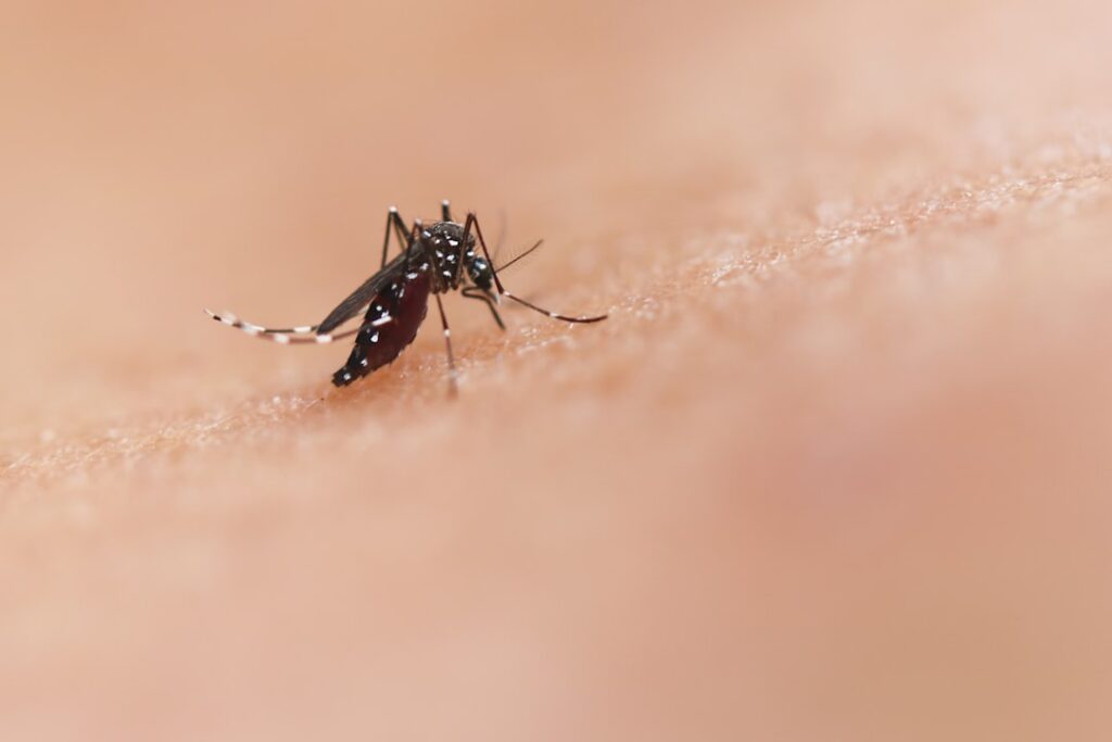 West Nile Virus Strikes NYC: What You Need to Know After the First Human Case of 2026