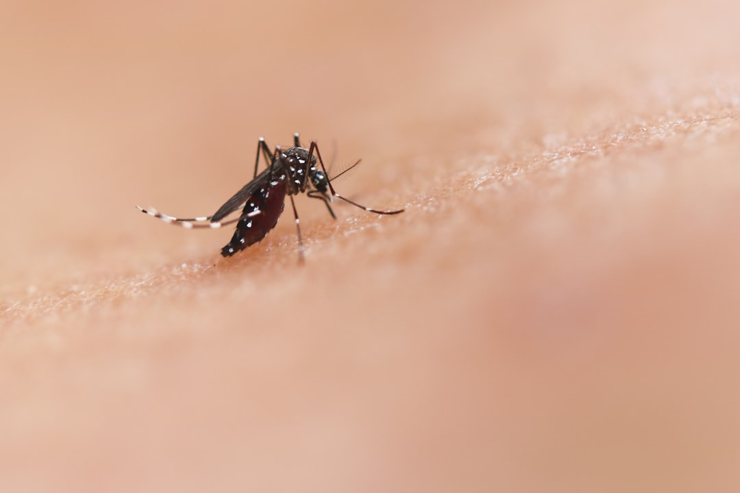 West Nile Virus Strikes NYC: What You Need to Know After the First Human Case of 2026