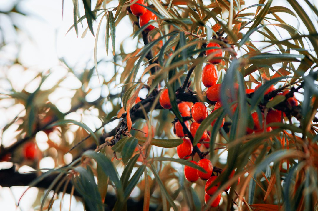 Unlocking the Healing Power of Sea Buckthorn: 13 Reasons to Embrace This Natural Remedy for Respiratory Health