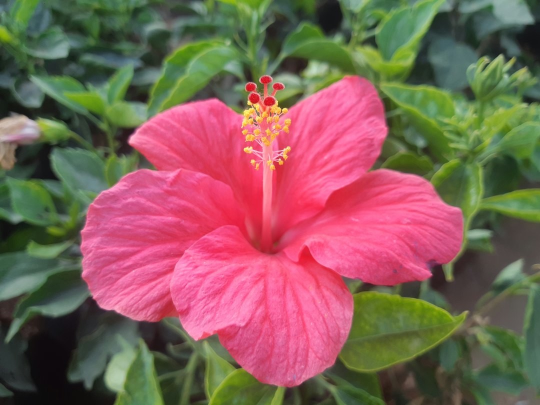 Unlocking the Benefits of Hibiscus: A Natural Ally Against Hypertension