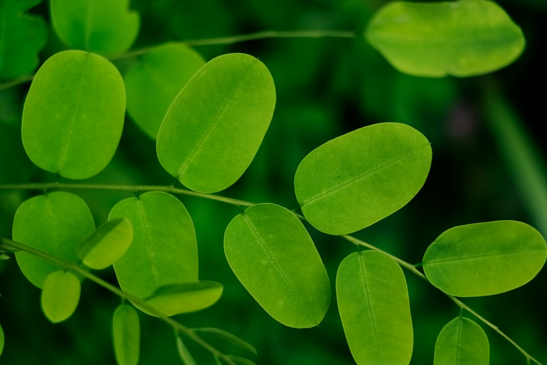 Moringa: A Natural Ally Against Health Challenges and Nutritional Deficiencies
